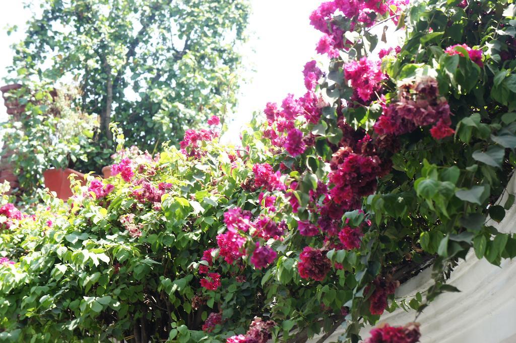 Sirohi House Bed & Breakfast *