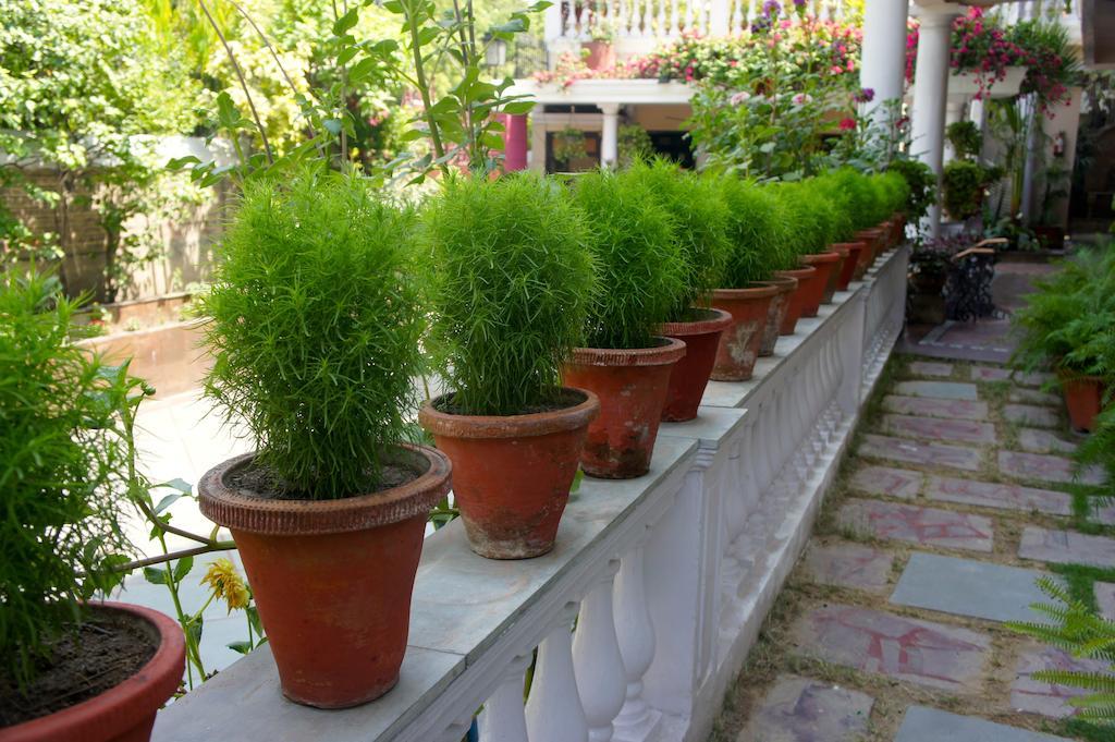 Bed & Breakfast Sirohi House