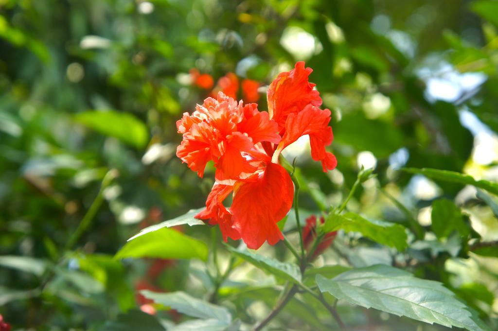 Bed & Breakfast Sirohi House New Delhi